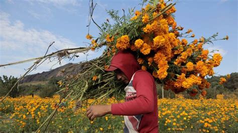 Cempasúchil la flor que nació del amor para guiar a los muertos