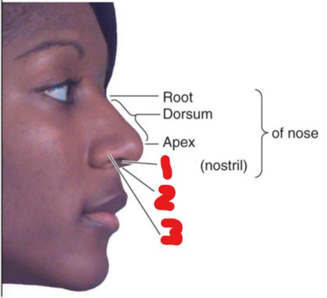 Bbm W8 Anatomy Nose Sinuses Flashcards Quizlet