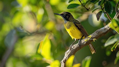 Olive Backed Sunbird Yellow Bellied Sunbird Perched On Tree Background