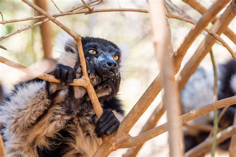 Coronado sifaka Lemur en los árboles y la naturaleza Madagascar