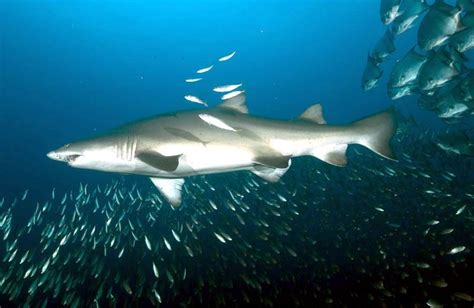 Sand-Tiger Shark – "OCEAN TREASURES" Memorial Library