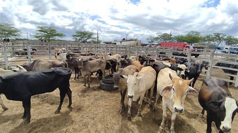 Feira Do Gado De Campina Grande Pb Na Ter A Feira Youtube