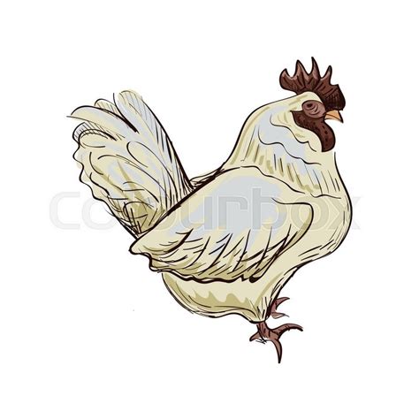 Doodle Bantam Isolated In White Stock Vector Colourbox