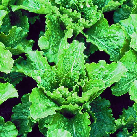 Crispmint” Lettuce Uncle Jims Worm Farm