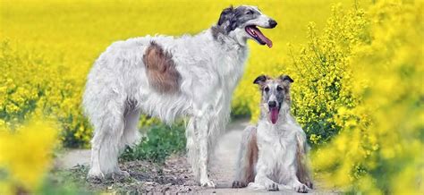 The Borzoi A Complete Guide On This Russian Gazehound