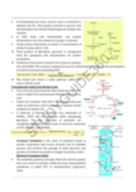 SOLUTION 11 Biology Notes Ch14 Respiration In Plants Unlocked Studypool