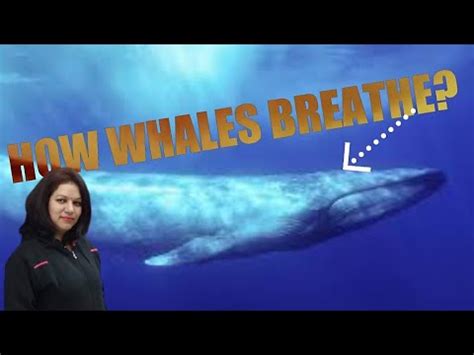 How Do Whales Breathe Learn Spark Youtube