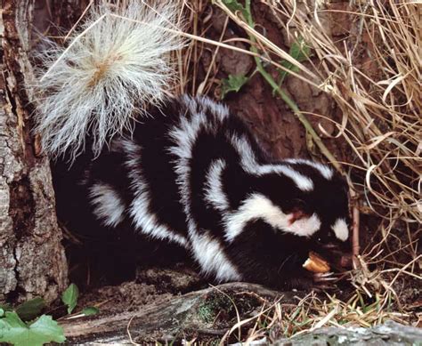 Western Spotted Skunk North American Nature