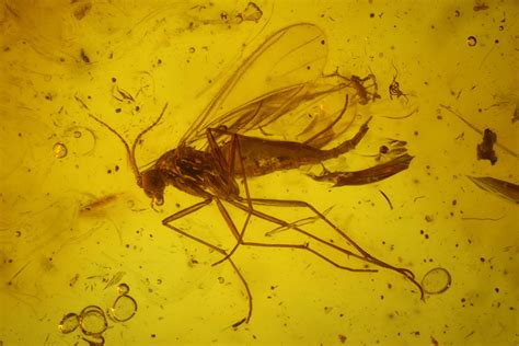 Ten Fossil Flies (Diptera) In Baltic Amber (#183581) For Sale - FossilEra.com