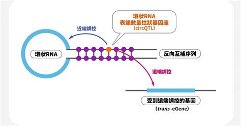 如圖顯示，環狀 Rna 表達數量性狀基因座（circqtl）近端調控了環狀 Rna，遠端調控其他基因。莊樹諄的想法是，某些基因被遠端調控的過程