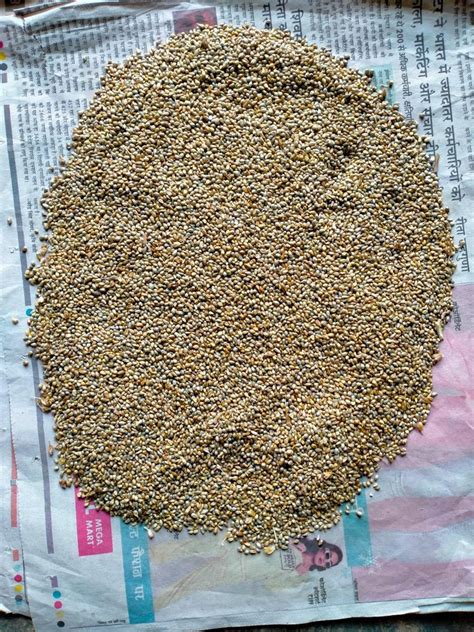 Natural Hybrid Bajra Seed Packaging Type Pp Bag Packaging Size Kg