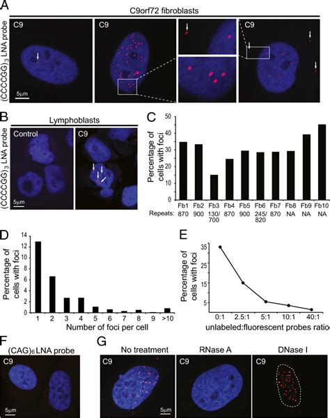 Figure 1 From Targeted Degradation Of Sense And Antisense C9orf72 RNA