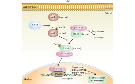 PDCD6 Promotes Hepatocellular Carcinoma Cell Proliferation And