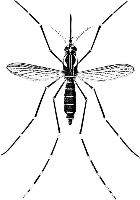 Giant Mosquitoes Surge In Numbers News Bubblews Mosquito Jurassic Park Tattoo Insect Art