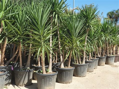 Palmier Yucca Elephantipes C P Pini Re Sainte Marguerite