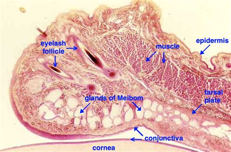 Histology At Siu