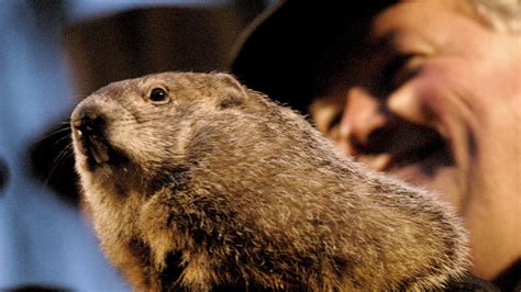 Día de la marmota Por qué se celebra Rock Pop