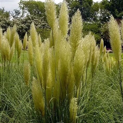 Plant Develop And Look After Pampas Grass