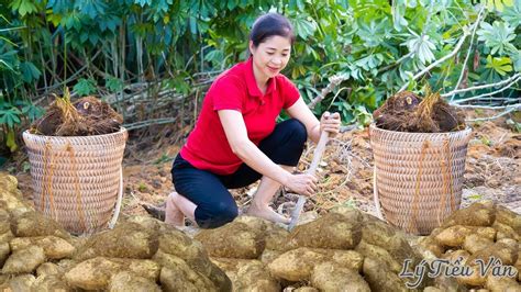 Harvest Taro Goes To The Market Sell Harvesting And Cooking Ly