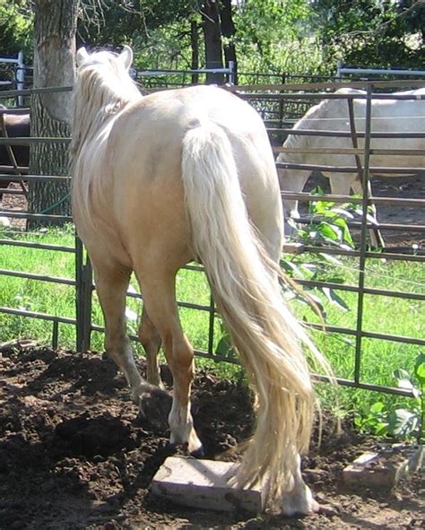 4 Hacks For Grooming Bright White Horse Tails