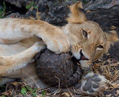 Pangolin and lions have a symbiotic relationship. The lion sharpens its teeth and claws on the ...