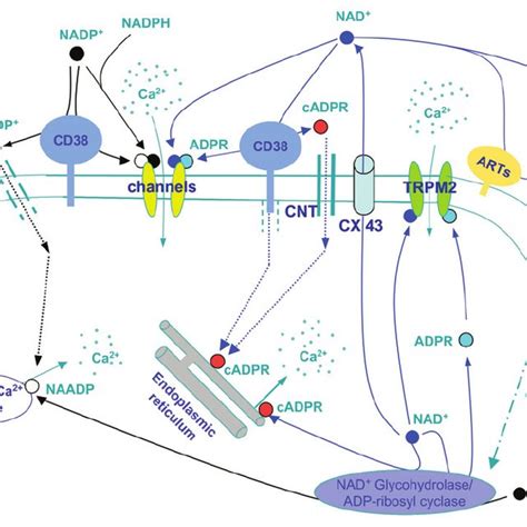 The Known Signaling Functions Of Extracellular Nad P Nad Acts As A