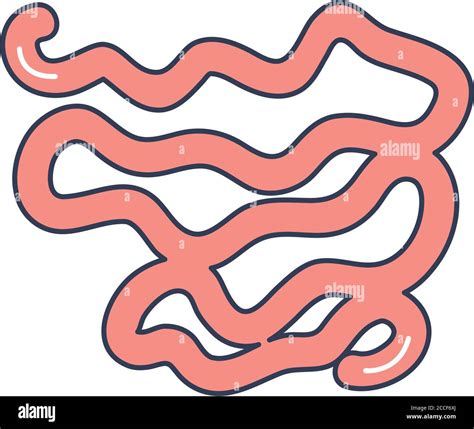 Human Body Concept Large Intestine Icon Over White Background Line