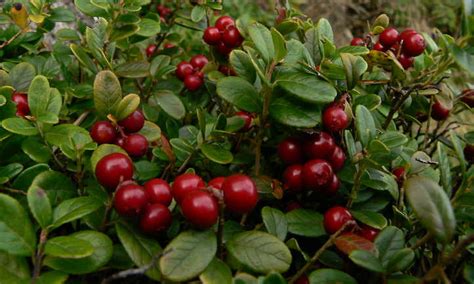 Lingonberry Plants: The Ultimate Guide To Tasty Fruit | Epic Gardening