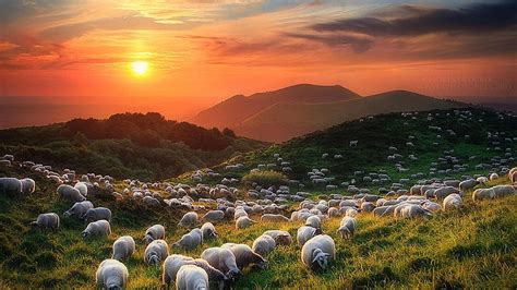 2560x1440 Sheep Grass Pasture 16 9 Out To Pasture HD Wallpaper Pxfuel