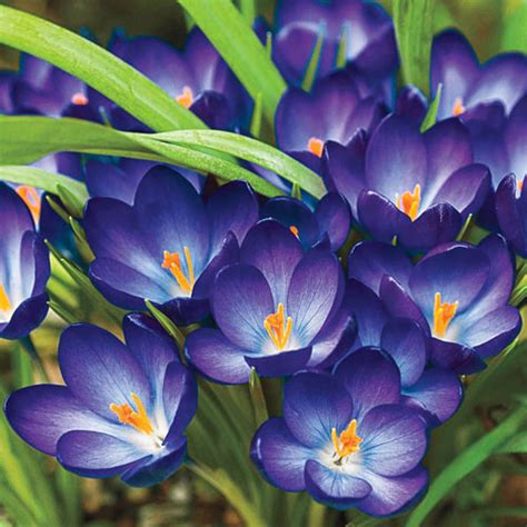 Species Crocus Whitewell Purple Tommasinianus Brecks Premium Bulbs