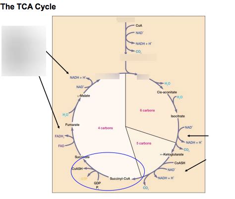 Microbiology 3301 Exam 2 The TCA Cycle Diagram Quizlet