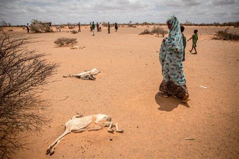 Plus Nous Attendons Plus Des Enfants Mourront De Faim En Somalie