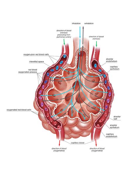 Lung Anatomy #5 by Science Photo Library