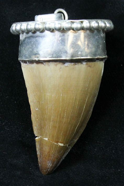 Authentic Fossil Mosasaur Tooth Pendant For Sale Fossilera