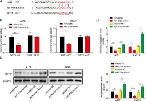 Mir 376a Directly Regulated The Expression Of Sirt1 In Glioma Cells