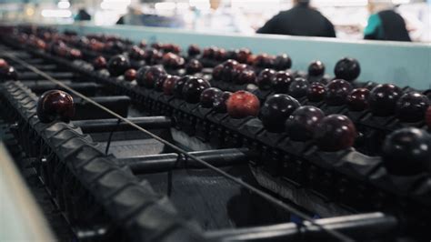 Las lluvias afectan a la campaña de la fruta de hueso en Extremadura