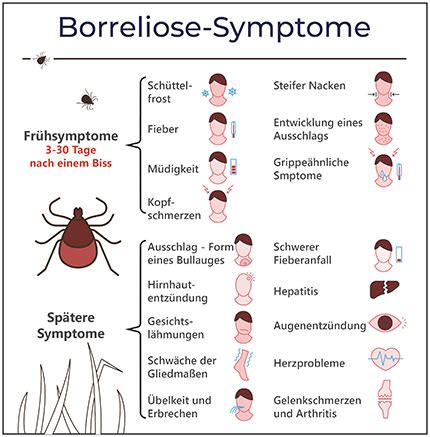 Borreliose Heilen Nat Rliche Behandlung Mit Vitalpilzen Mykotroph