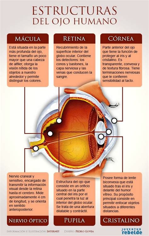 Pin de Adry en Educación Anatomía del ojo Optica y optometria