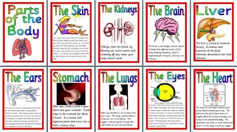 Ks2 Science Teaching Resource Parts Of The Body Human Anatomy