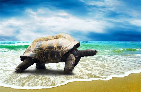 Turtle Desktop Wallpaper - WallpaperSafari