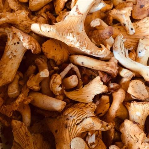 Mushrooms Girolle Troops Fruit Veg