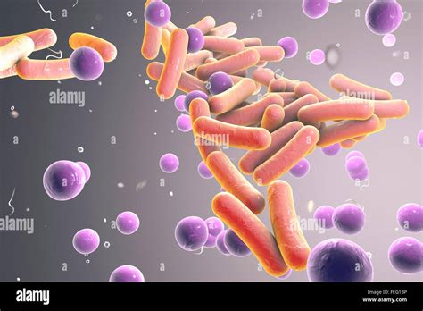 Cocci Bacteria Shape