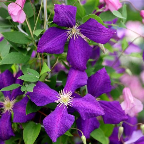 Buy Late Large Flowered Clematis Group 3 Clematis Jackmanii £1499