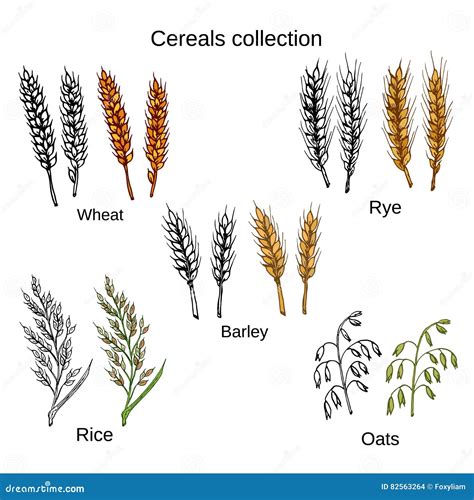 Set Zboża Jęczmień żyto Owsy Ryż I Banatka Ilustracja Wektor
