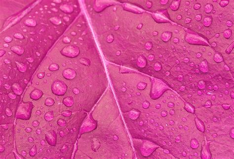 Pink Leaf With Water Droplets HD Wallpaper Peakpx