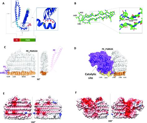 Structural Features Of PE PGRS A A Schematic View Of The