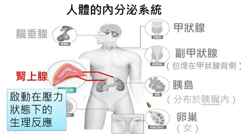 V3830國中生物胰島、腎上腺、性腺的位置與功能 Youtube