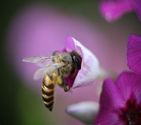 Honey Bee Flower Pink Hd Wallpaper Peakpx