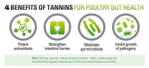 Four Myths About Tannins in Poultry Diets | Kemin USA