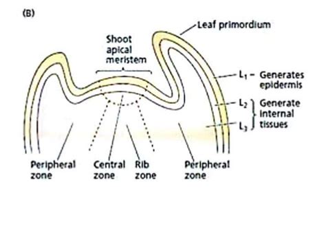 Theory of shoot apical meristem